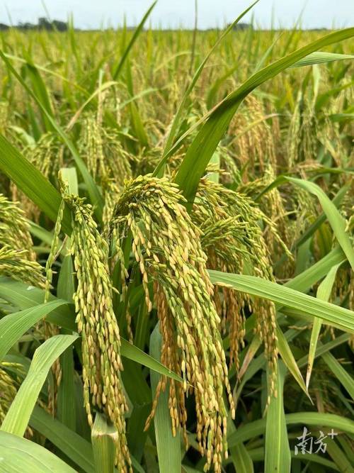 南方高产量水稻品种有哪些？-图3