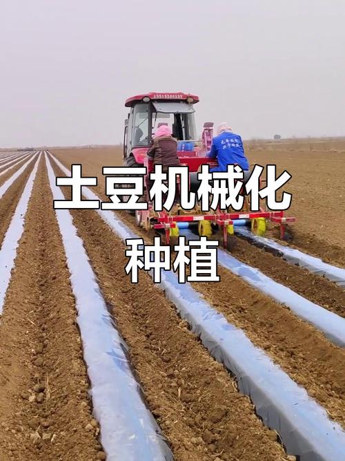 大棚土豆后期咋管理才高产？-图1