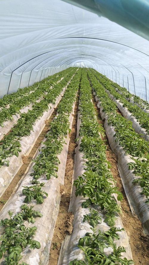 大棚土豆后期咋管理才高产？-图2