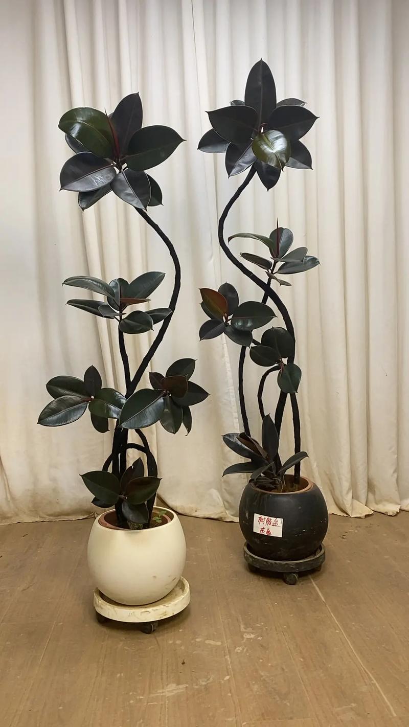 橡皮树哪个品种最贵？-图2