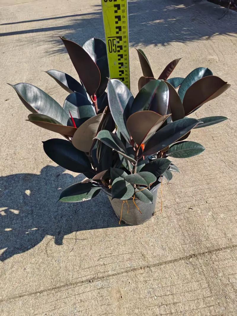 橡皮树哪个品种最贵？-图1