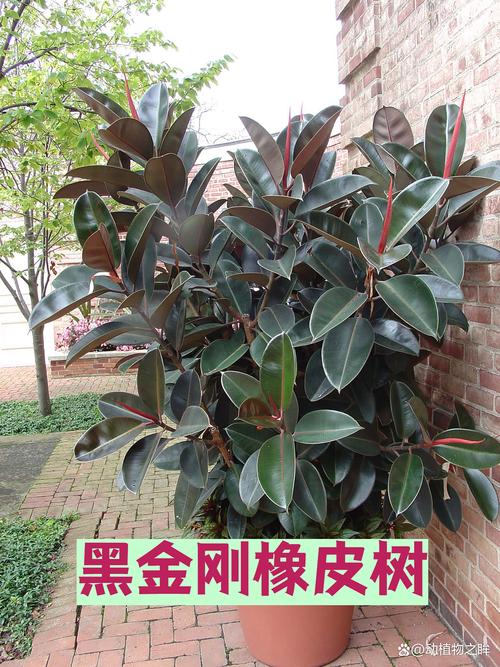橡皮树哪个品种最贵？-图3