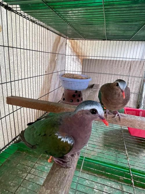 人工养殖斑鸠技术视频怎么学？-图1