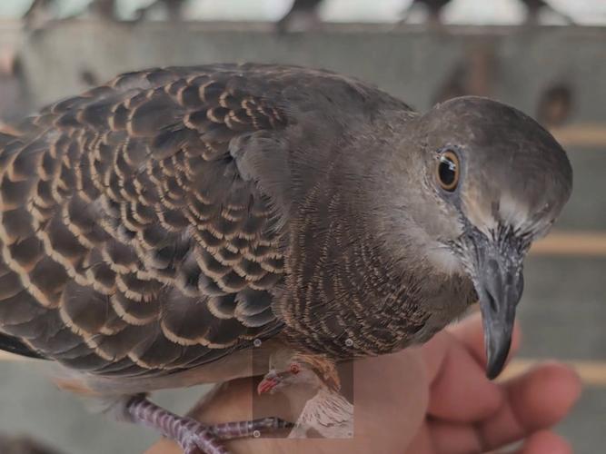 人工养殖斑鸠技术视频怎么学？-图2