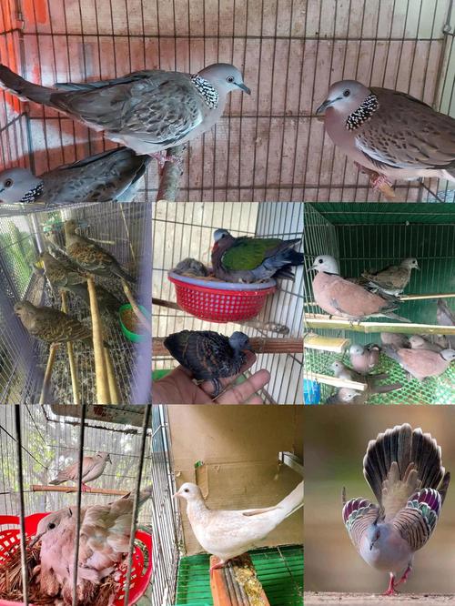 人工养殖斑鸠技术视频怎么学？-图3