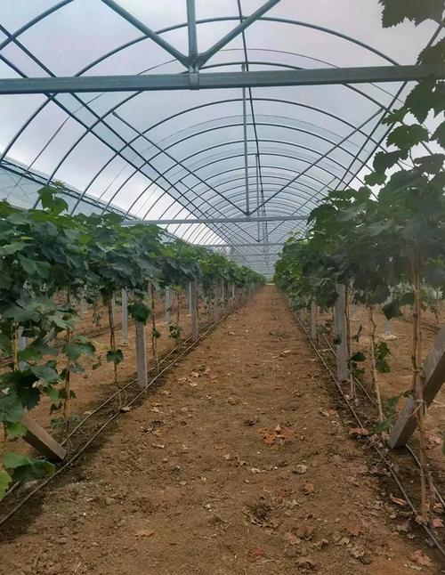 葡萄大棚种植技术视频，关键点有哪些？-图1