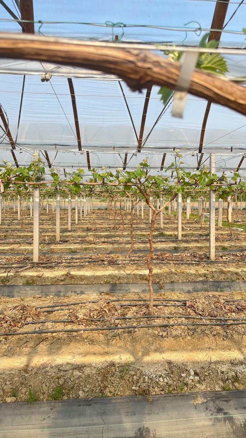 葡萄大棚种植技术视频，关键点有哪些？-图2