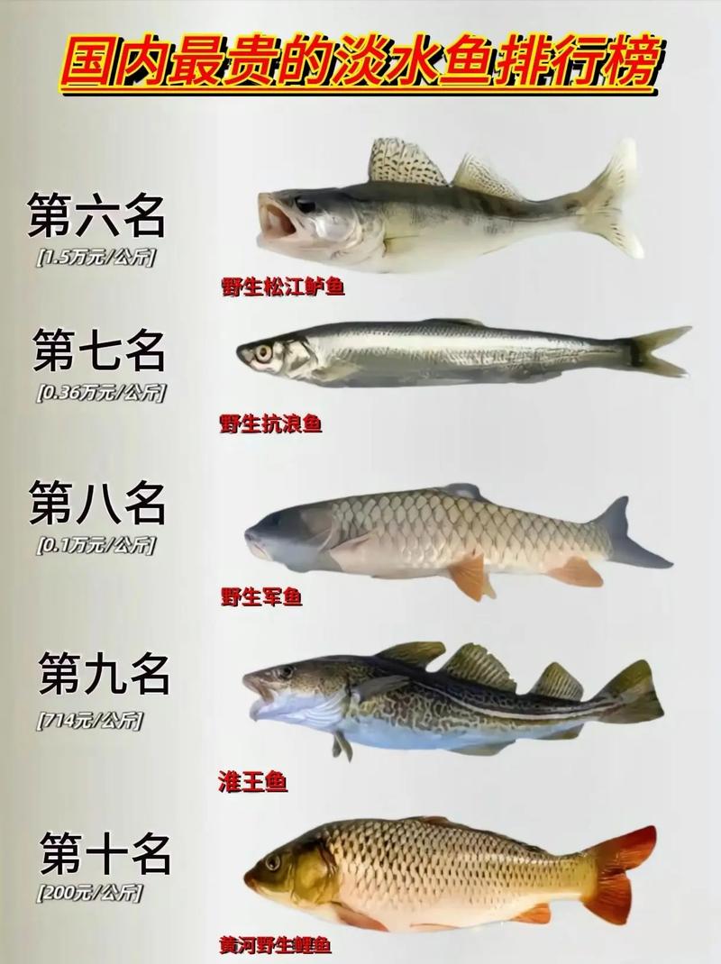 名贵淡水鱼品种有哪些？-图2