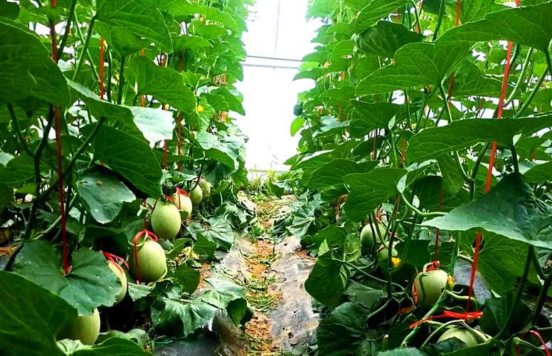 早春大棚甜瓜怎么种才高产？-图1