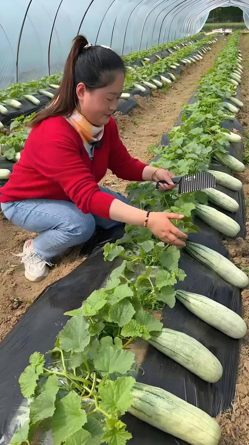 早春大棚甜瓜怎么种才高产？-图3