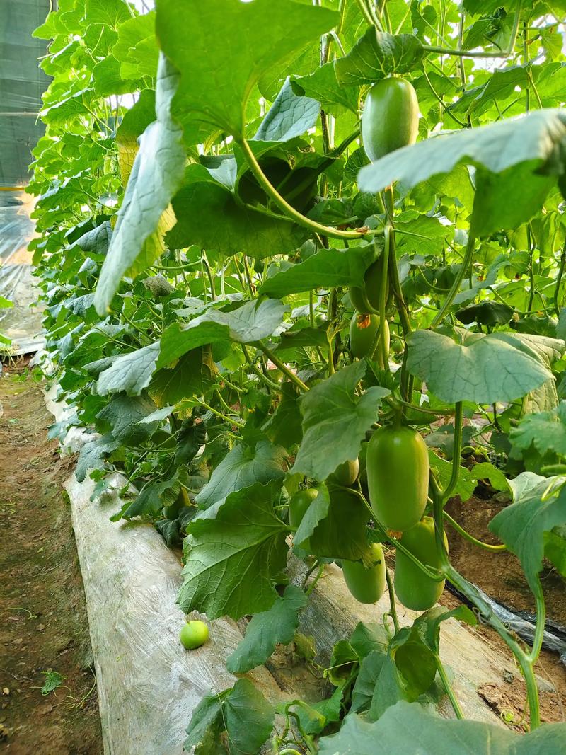 早春大棚甜瓜怎么种才高产？-图2