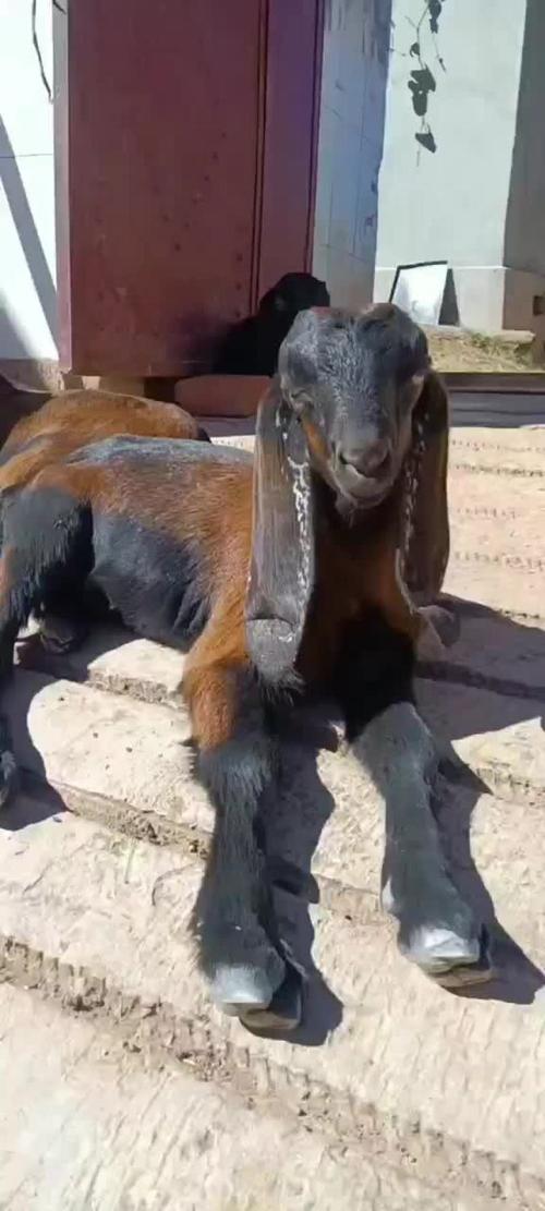 云南活羊最新价格多少钱一斤？-图2