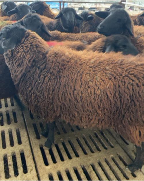 云南活羊最新价格多少钱一斤？-图3