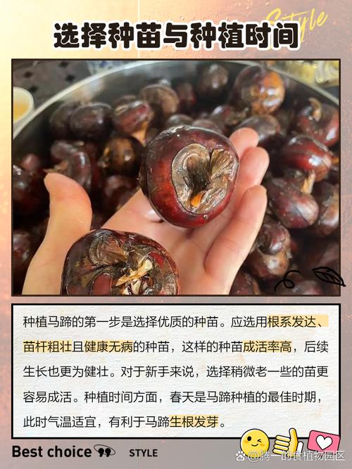 马蹄高产个大咋实现？种植技术有啥诀窍？-图1