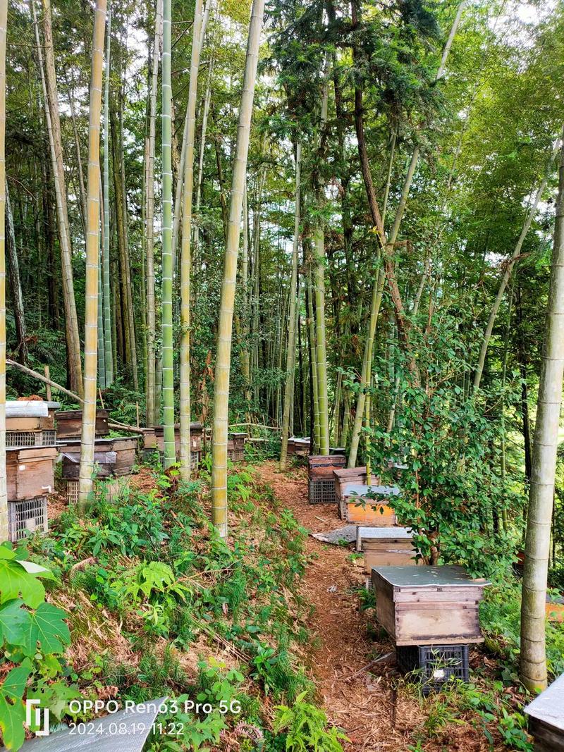 马蜂养殖技术公开视频怎么学？-图1