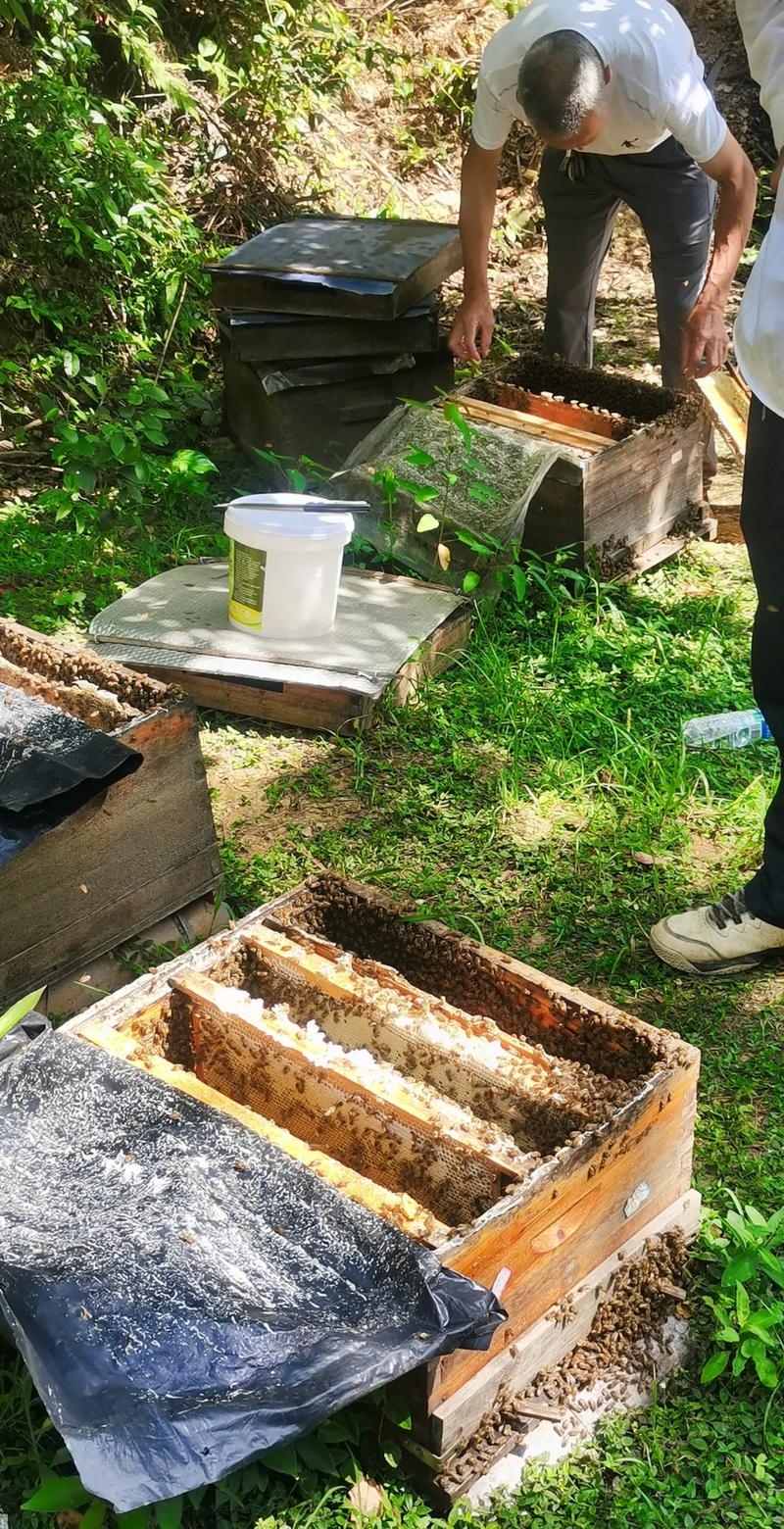 马蜂养殖技术公开视频怎么学？-图2