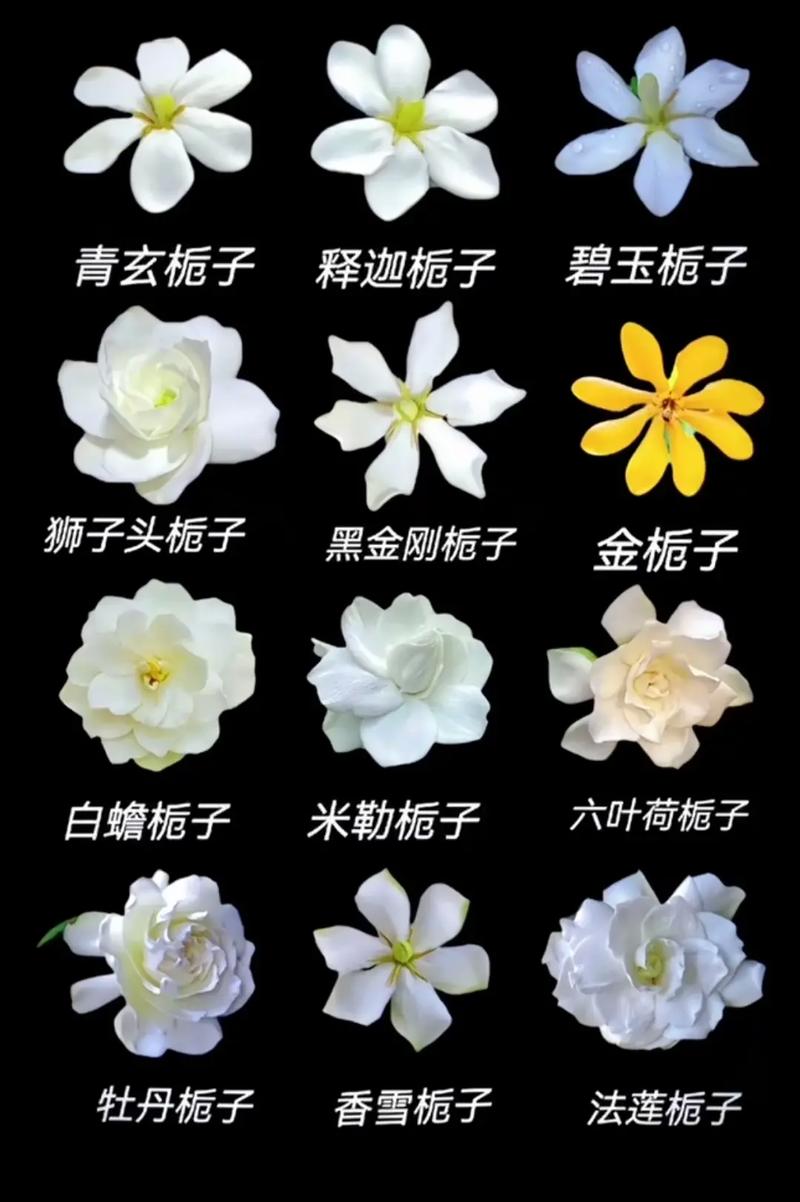栀子花品种如何快速辨别？-图3