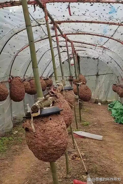 马蜂养殖技术有哪些关键要点？-图1