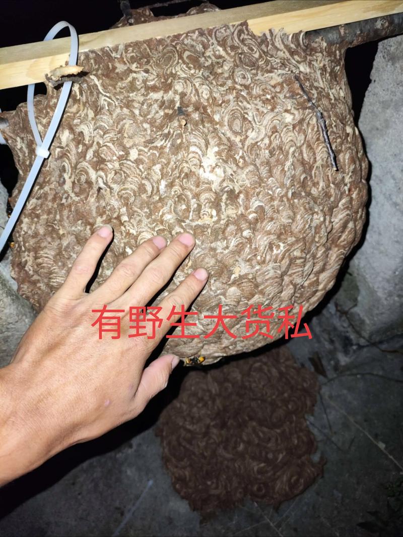 马蜂养殖技术有哪些关键要点？-图2