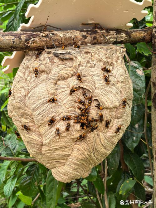 马蜂养殖技术有哪些关键要点？-图3
