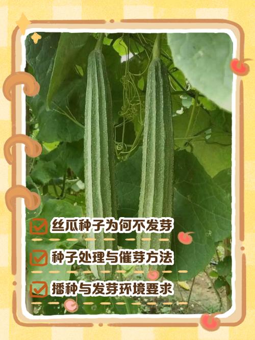 丝瓜怎么种植技术视频-图2