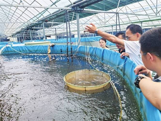 大棚龙虾养殖技术视频怎么学？-图2