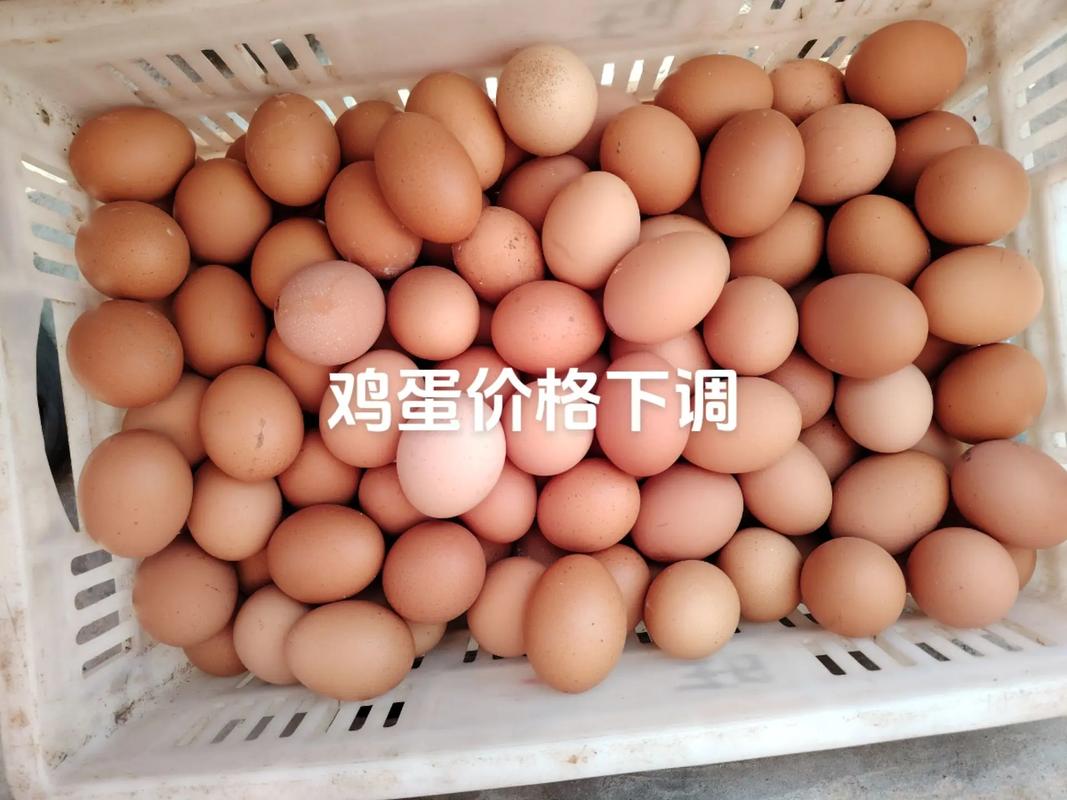 鞍山海城今日鸡蛋价格多少钱一斤？-图2