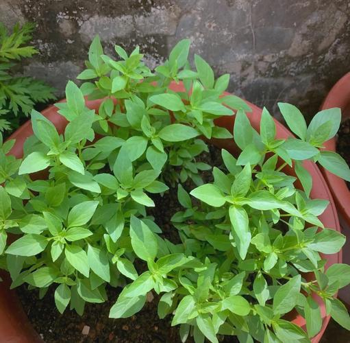 金不换植物品种有哪些？-图1