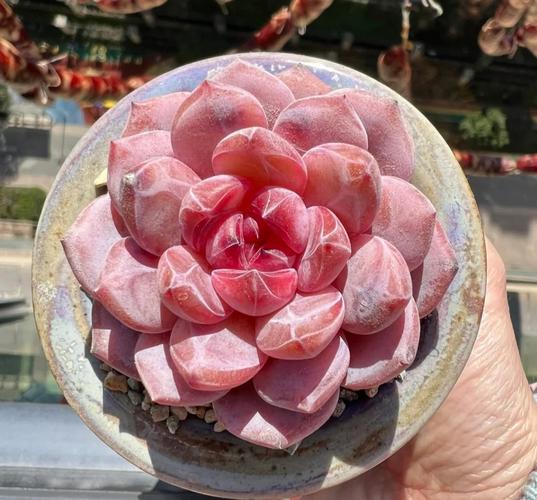 哪些多肉品种最容易冻伤？-图1