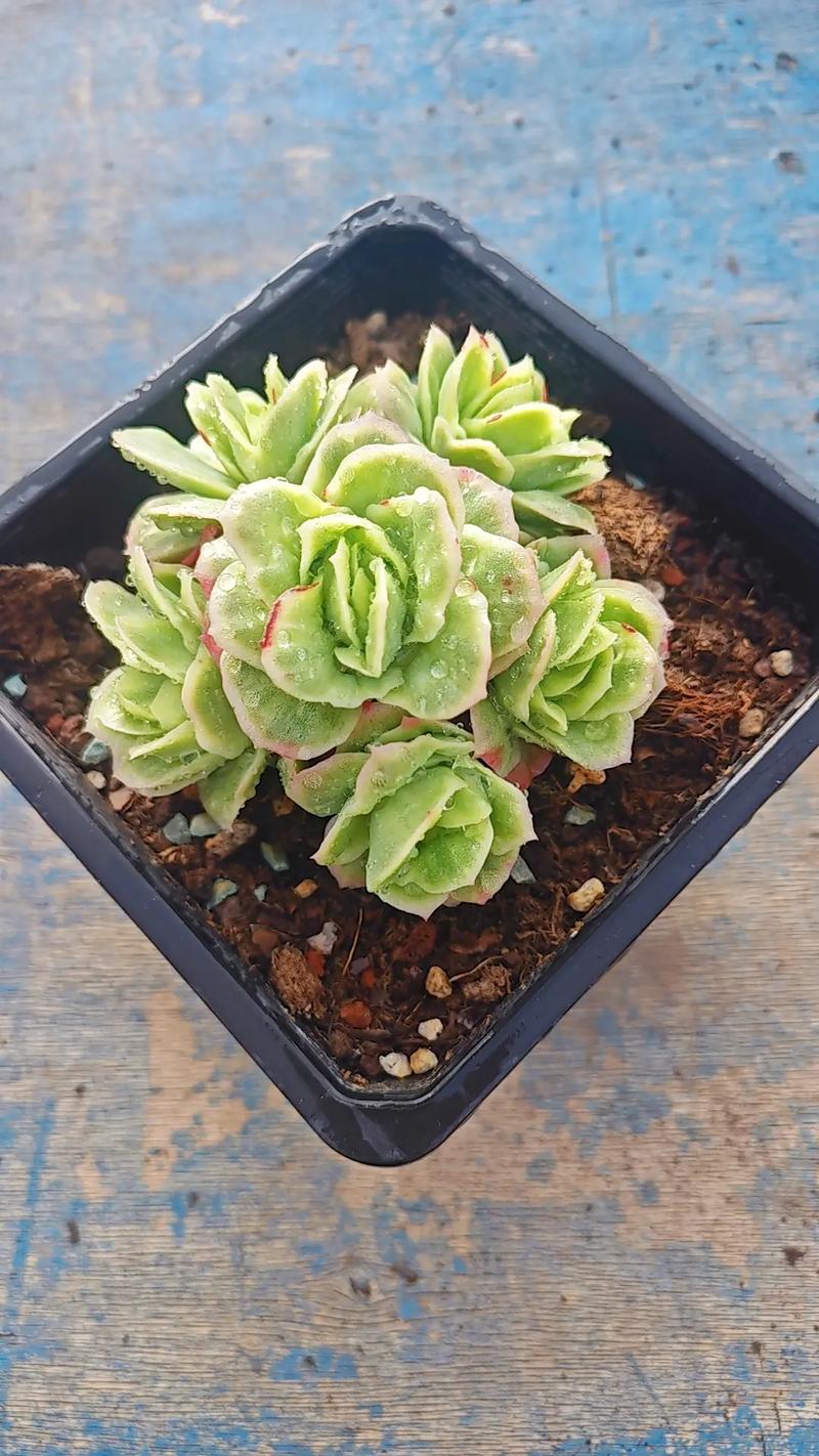 哪些多肉品种最容易冻伤？-图2