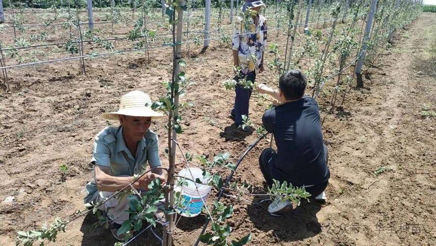 苹果栽培管理技术视频有哪些要点？-图1