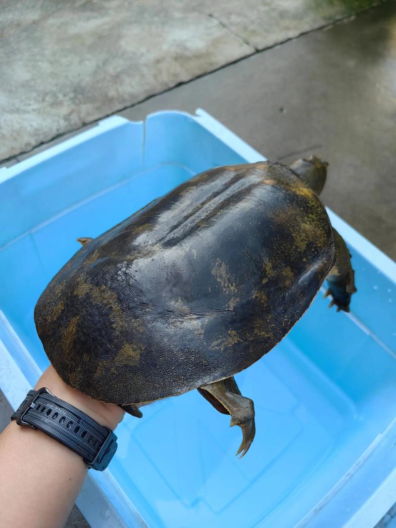 2025生态甲鱼价格会涨还是跌？-图1