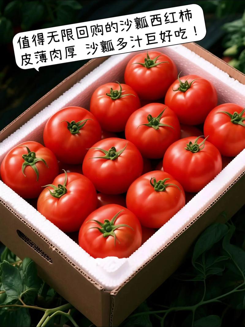 哪些西红柿品种适合带沙壤种植？-图1