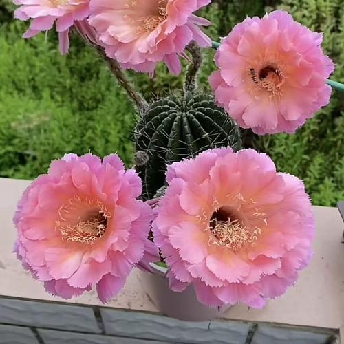 什么仙人掌会开花？-图2