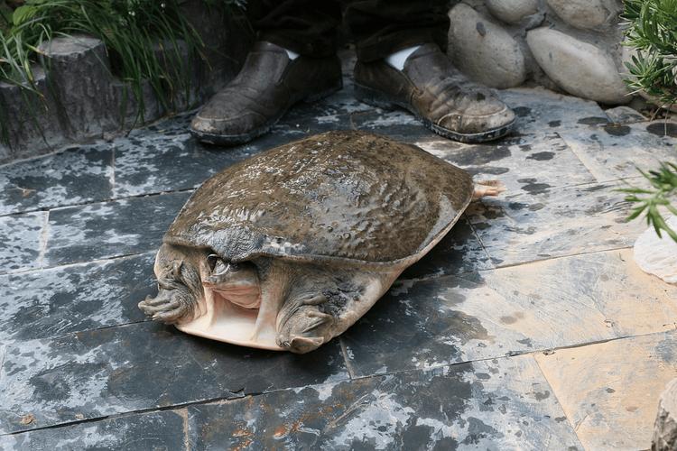 生态甲鱼养殖技术视频，如何高效实现？-图1