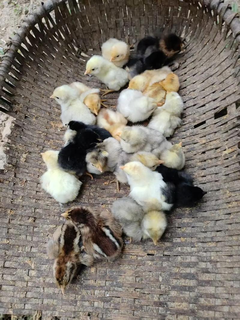 小土鸡品种哪个最好看？-图1