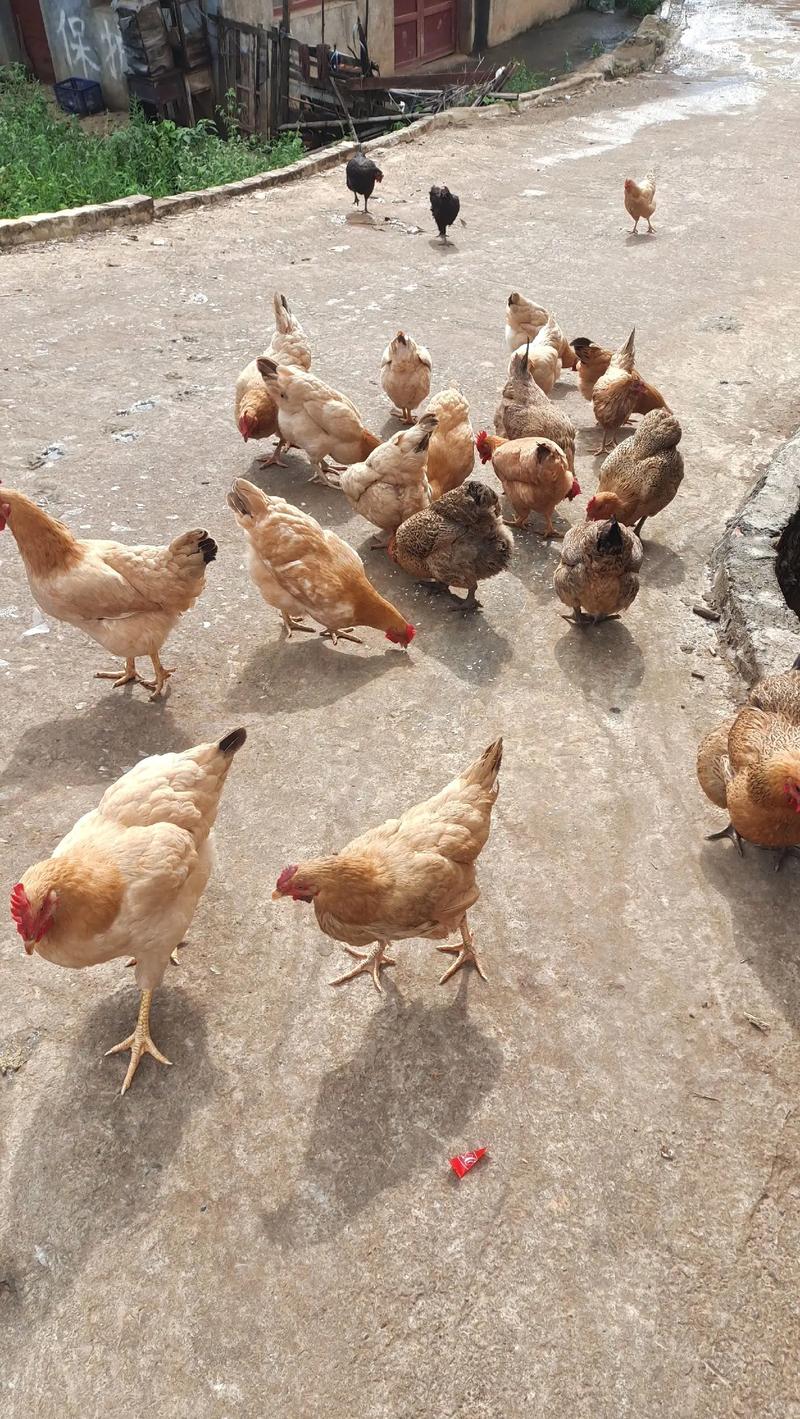 小土鸡品种哪个最好看？-图3