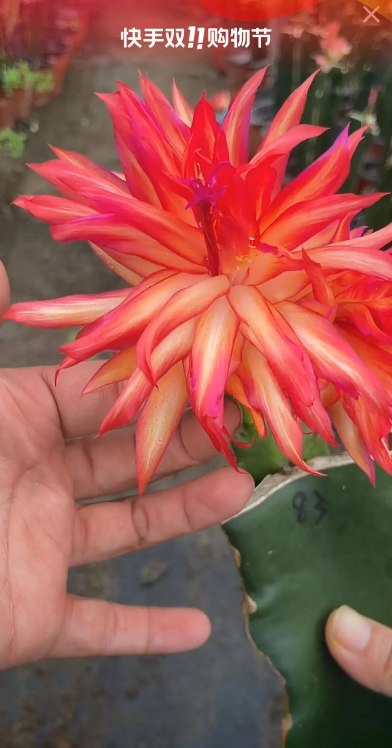 蟹爪兰品种有哪些？-图2