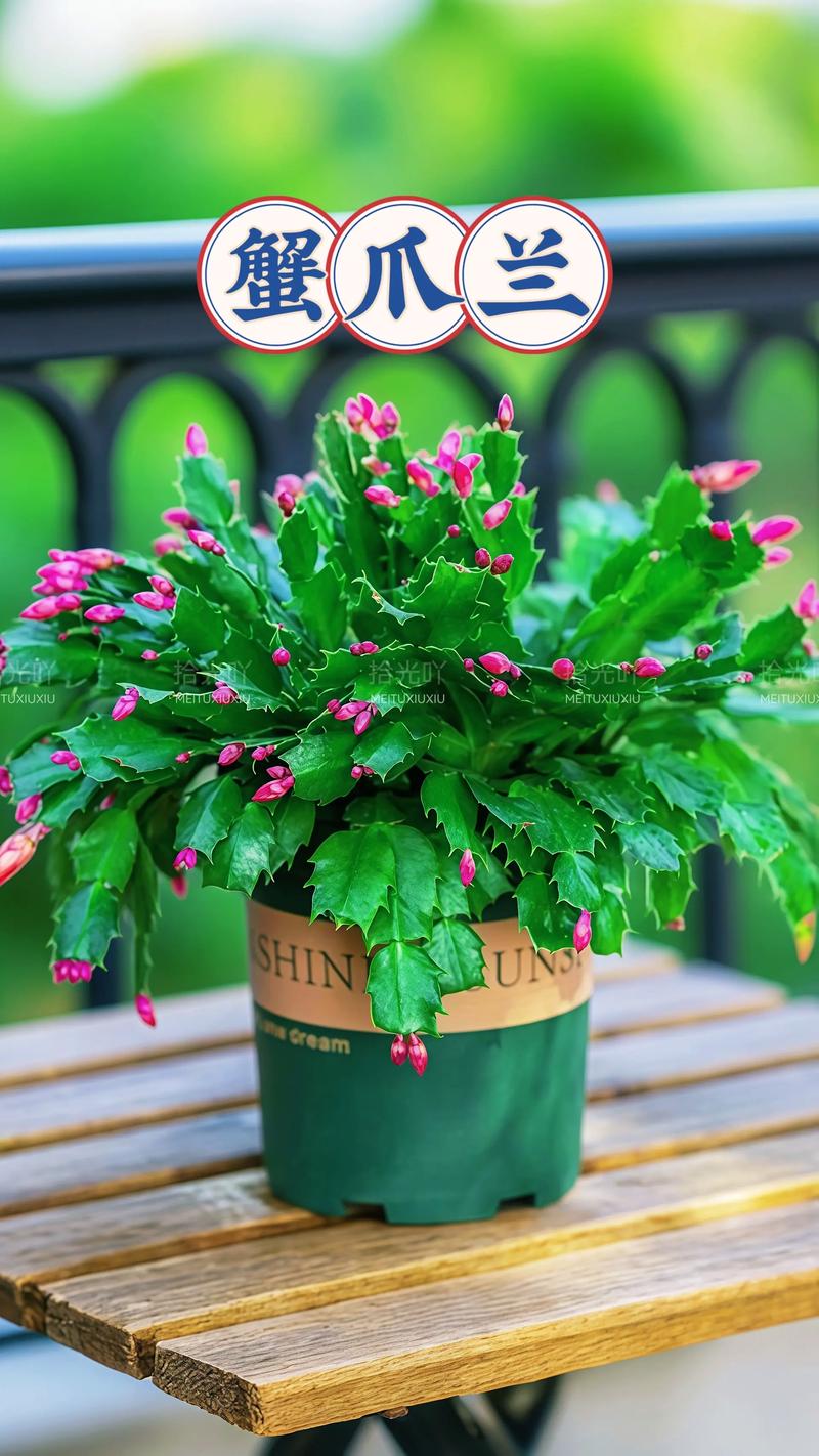 蟹爪兰品种有哪些？-图1