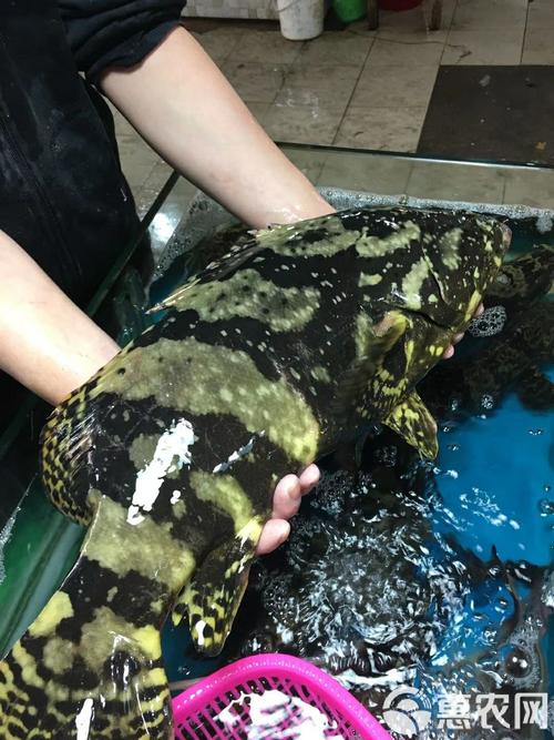 珍珠龙胆池塘养殖技术要点有哪些？-图1