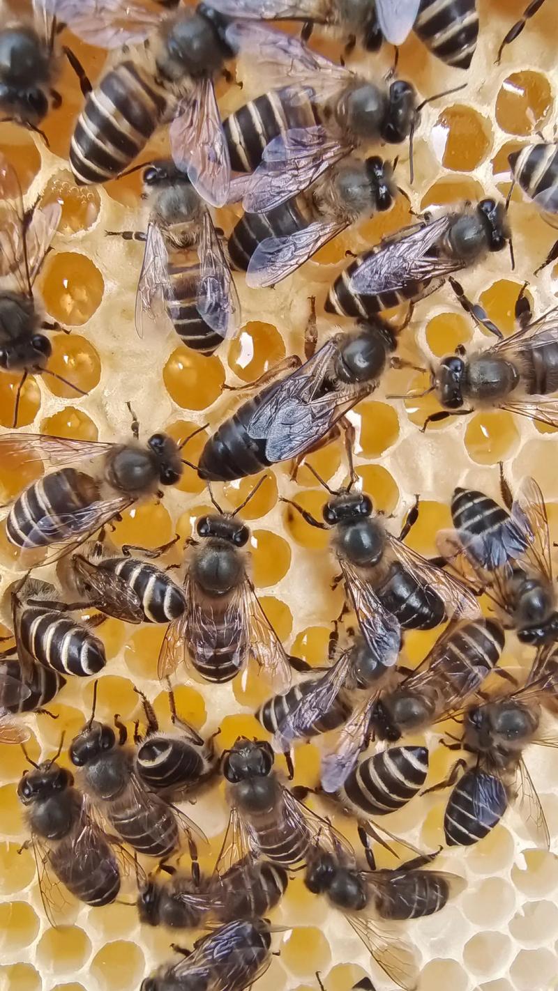 中蜂养殖哪个品种最好？-图1