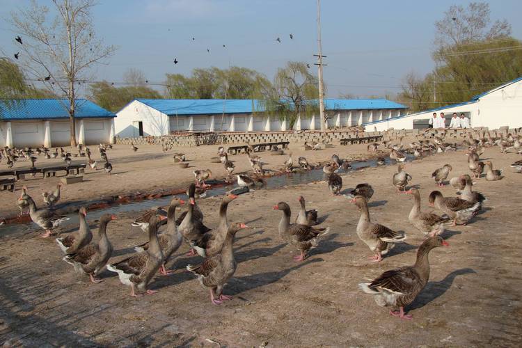 山东适合养什么品种的鹅？-图2