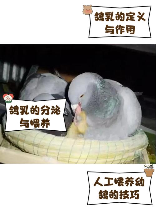 人工喂养乳鸽技术视频怎么操作？-图1