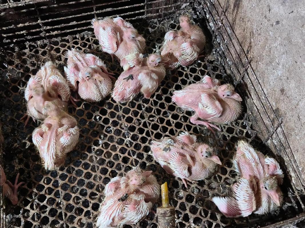 人工喂养乳鸽技术视频怎么操作？-图2