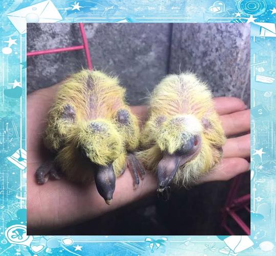 人工喂养乳鸽技术视频怎么操作？-图3