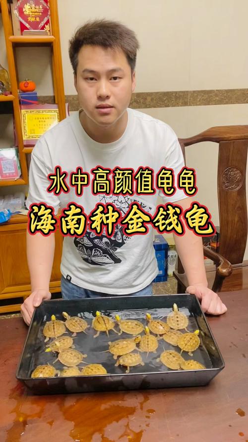 海南龟类品种有多少？-图1