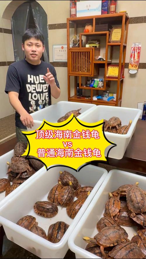 海南龟类品种有多少？-图2