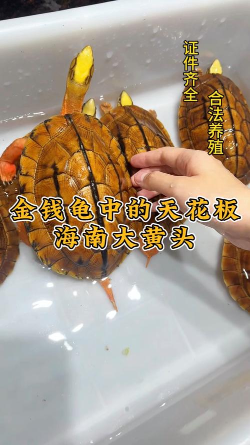 海南龟类品种有多少？-图3