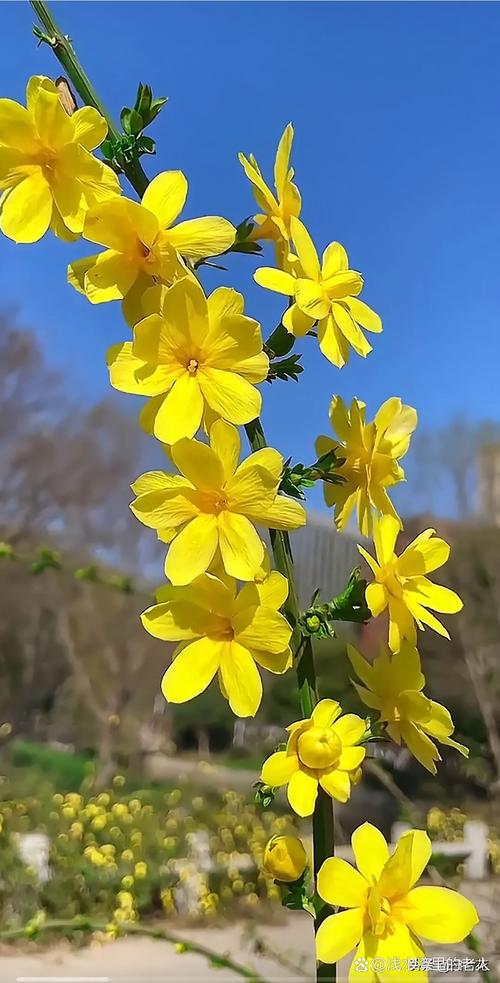 迎春花品种哪种最好？-图1