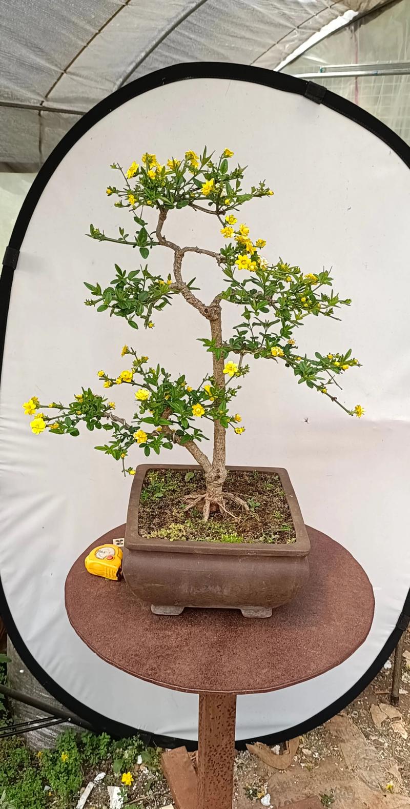 迎春花品种哪种最好？-图2